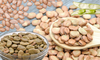 Global Fava Beans Protein Market is Forecast to Achieve a Revenue Earning of USD 80.85 billion by the End of 2030