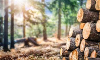 Rental Properties and Timber Investments