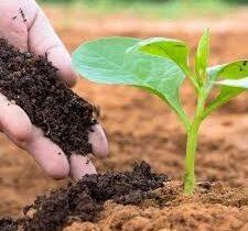 Bio-organic Fertilizer Market to Witness Phenomenal Growth from 2024 to 2030