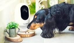 Pet Camera Market Likely to see Promising Growth