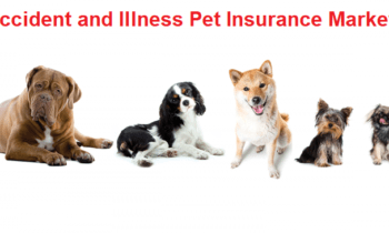 Accident Illness Pet Insurance Market Growth Seen on Heavy Volume