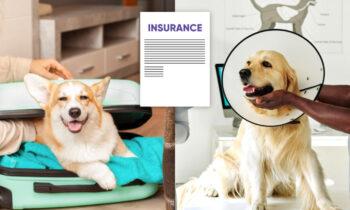 Pet Health Insurance Market to Get an Explosive Growth | Big Giants Petplan, MetLife, Medibank