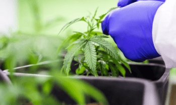 Gas Chromatography Based Cannabis Analysis Market May Set a New Growth Story |Agilent Technologies, Thermo Fisher