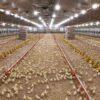 LED Lighting in Poultry Farming Market is Likely to Experience a Tremendous Growth in Near Future