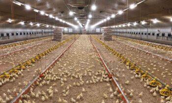 LED Lighting in Poultry Farming Market is Likely to Experience a Tremendous Growth in Near Future