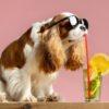 Pet Drinks Market Estimated to Perceive Exponential Growth till 2030