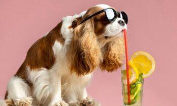 Pet Drinks Market Estimated to Perceive Exponential Growth till 2030