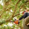 Tree Management Service Market Is Expecting Phenomenal Growth in Years to Come