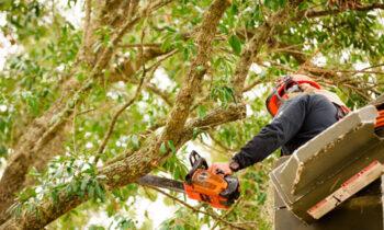 Tree Management Service Market Is Expecting Phenomenal Growth in Years to Come