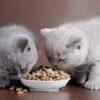 Cat Food Market to Witness Stunning Growth with Royal Canin, Diamond Pet Foods, Nutro