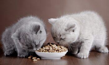 Cat Food Market to Witness Stunning Growth with Royal Canin, Diamond Pet Foods, Nutro