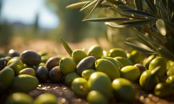 Ripe Olives Market Is Booming So Rapidly | Major Giants Gallo Worldwide, Grupo Ybarra, Olive Line International